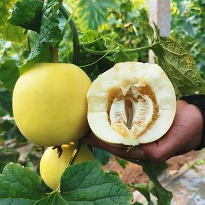 山东蒙阴小蜜蜂甜瓜净重4.5斤顺丰包邮