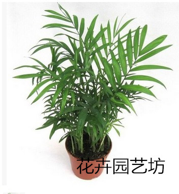 袖珍椰子 小盆栽绿萝植物花卉去桌面绿植