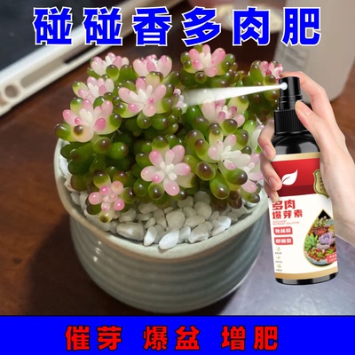 多肉爆芽素叶面肥优芽不发芽植物园急救叶片改善发焉助爆芽矮胖