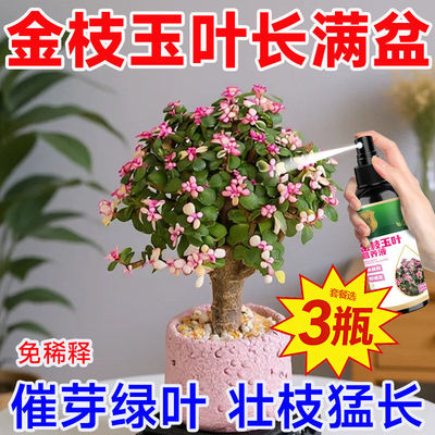 金枝玉叶液体肥料生根改善干瘪烂根失色掉叶徒长防治黄叶营养液p1