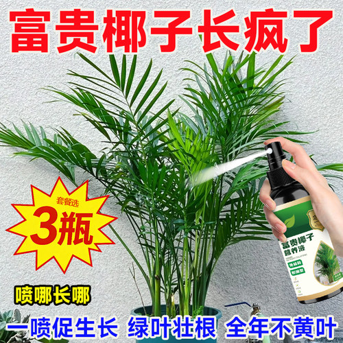 富贵椰子营养液干死枯死