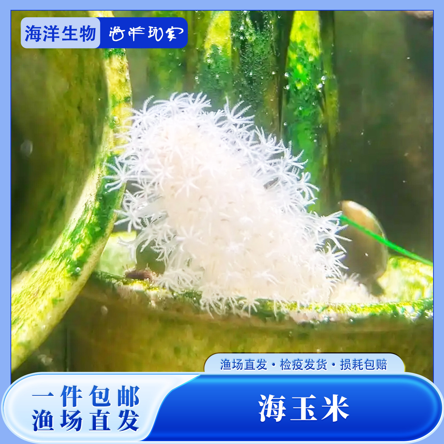 海水生物海仙人掌海腮海玉米海洋生物海缸珊瑚观赏鱼造景桌面宠物,宠物/宠物食品及用品,珊瑚/海葵,淘宝优惠券,粉丝福利购,淘宝优惠卷