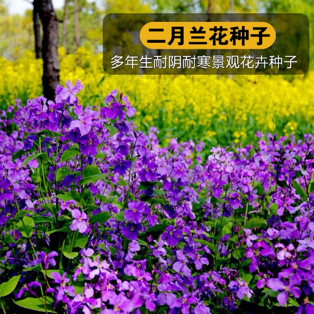 新采诸葛菜特价包邮二月兰