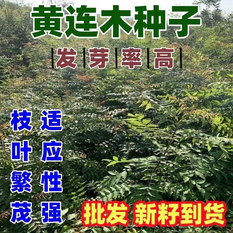 新采收黄连木种子绿化鸡冠木种子楷木楷树种籽黄楝树四季播种包邮