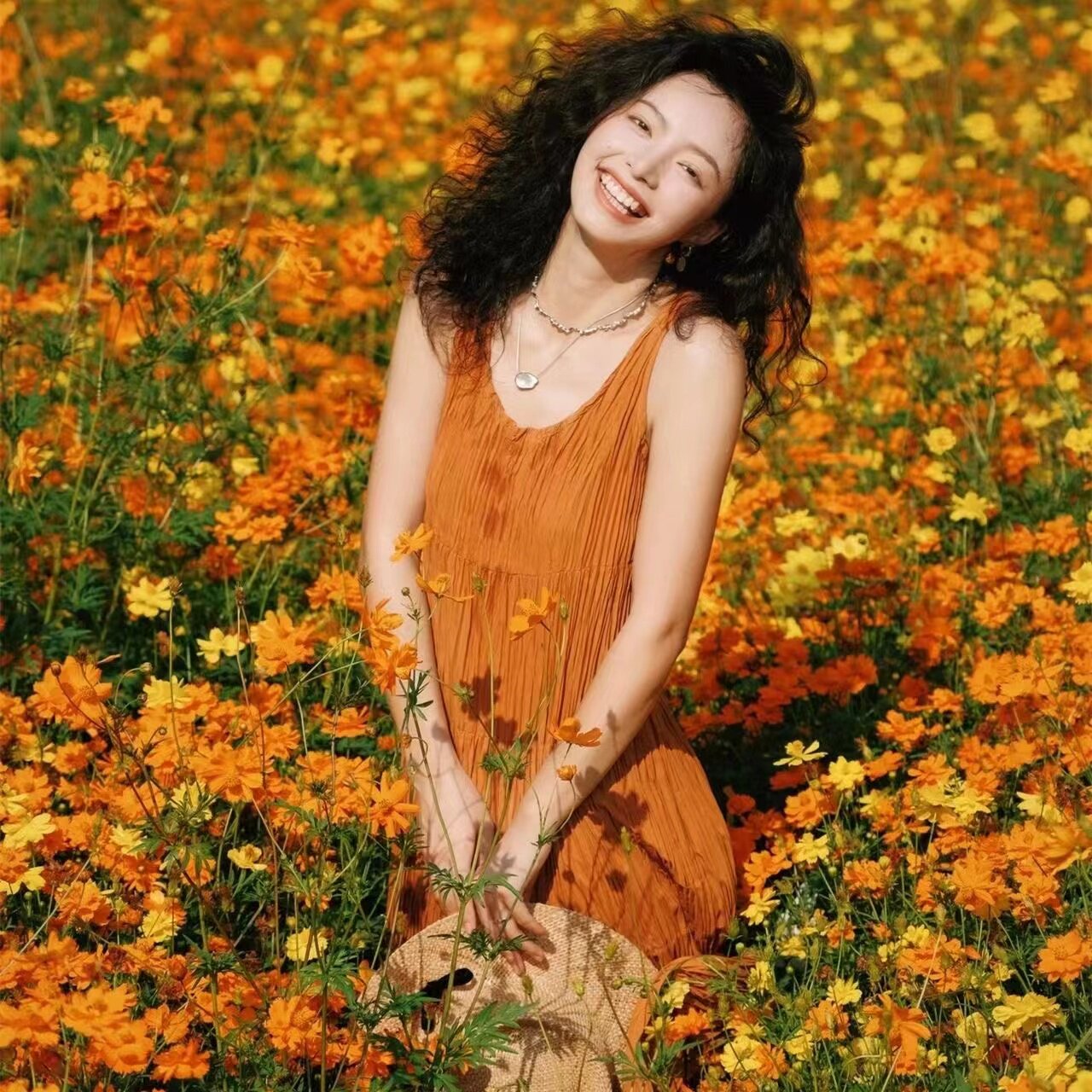 硫化菊花种籽子波斯菊黄秋英硫华家庭园艺种子
