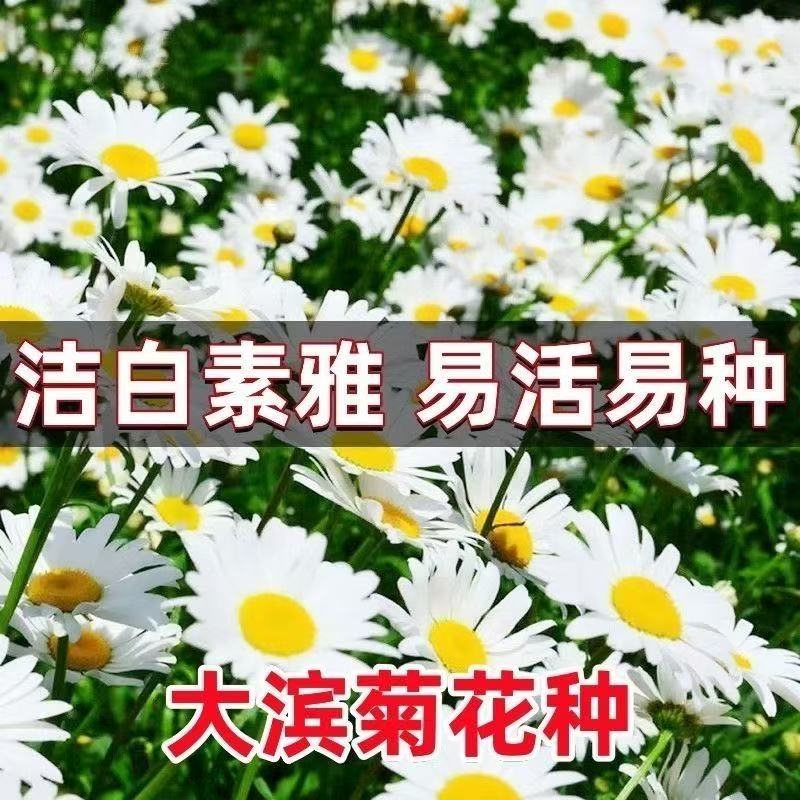 大滨菊多年生园林景观花卉种子