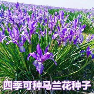 新采收马莲花种子 马兰种子 马蔺种子 蝴蝶花种子 特价25/斤包邮