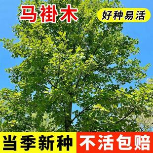 当年新才苗木树种马褂木种子鹅掌楸种子行道树园林绿化特价39一斤