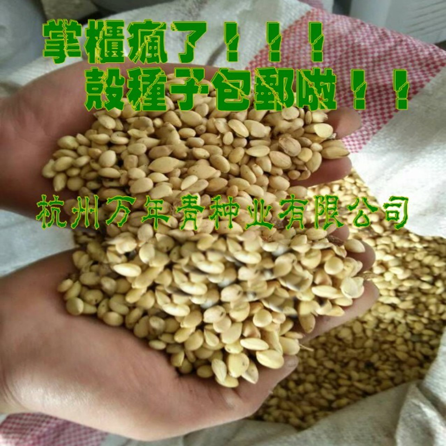 枳壳种子枸橘种子大量销售枸枳实种子铁篱寨积壳种子嫁接柑橘包邮