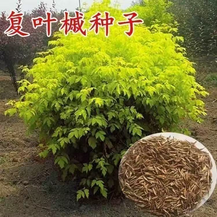 糖槭种子 复叶槭种子 金叶复叶槭种子 加拿大 糖枫树 覆叶槭