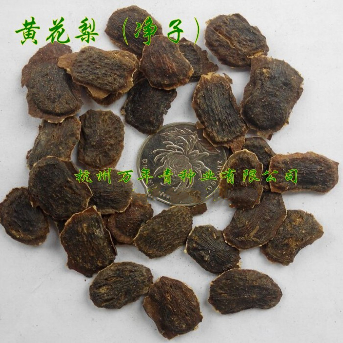 海南黄花梨种子印度小叶紫檀种子-白木香-沉香树苗沉香种子 白檀