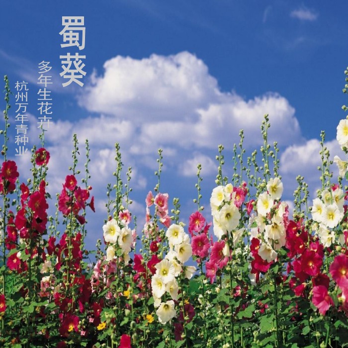 蜀葵花种子景观花卉种子工程园林绿化鲜花植物花期长斤包邮一丈红