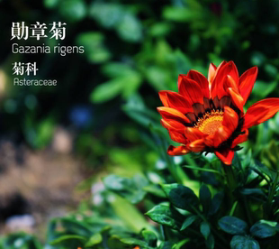 勋章菊种子花海种子金鱼草紫罗兰多色野花组合四季易播种庭院室内