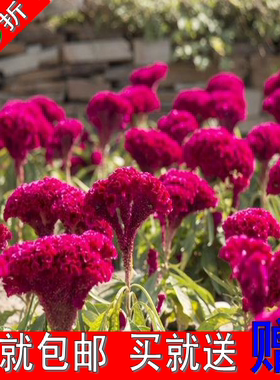 鸡冠花种子凤尾鸡冠花种子观赏花卉种子红色鸡冠花包邮
