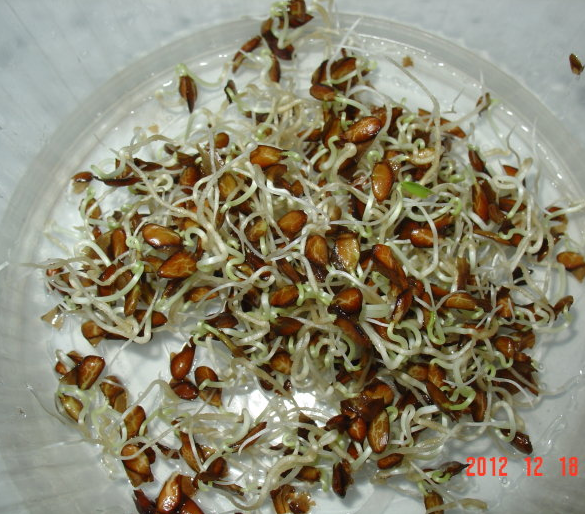 新品推荐保证正品红油香椿树种子香椿芽苗菜种春芽树苗菜四季高产