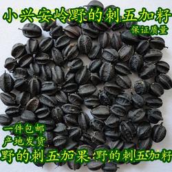 野刺五加籽伊春小兴安岭大森林五加果茶东北特产当年新货自然晾晒
