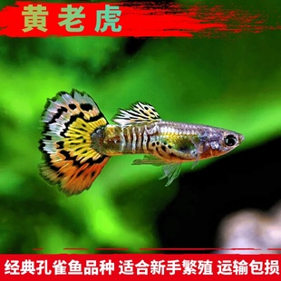 活体观赏鱼纯种黄老虎孔雀鱼凤尾鱼胎生鱼淡水鱼草缸新手鱼好繁殖