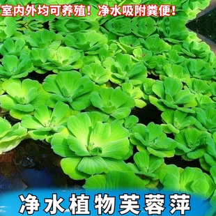 鱼缸浮萍活体水草芙蓉萍乌龟缸净水质吸收肥力水葫芦睡莲四季绿植
