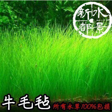 牛毛毡/前景草/草坪/草缸/水族草坪/活水草/水草