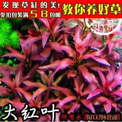 大红叶水草/造景水草/中后景水草/鱼缸造景/新手水草