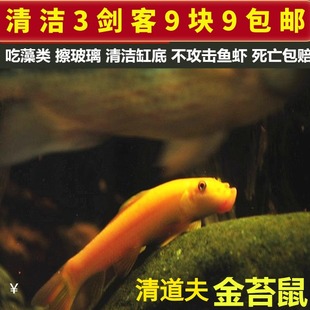 青苔鼠金苔鼠鱼观赏鱼花椒鼠清道夫鼠鱼鱼缸除藻鱼清洁鱼活体鱼包