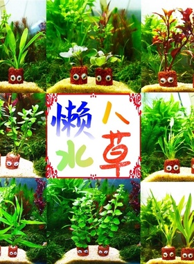 鱼缸造景水草懒人水草活体水草新手草不用二氧化碳阴性草浮萍好养