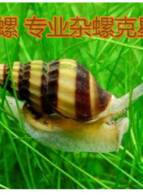 杀手活体观赏宝塔涡虫草缸螺