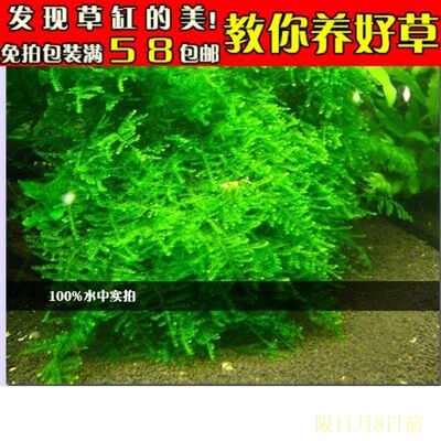 垂泪莫斯moss  莫斯莫丝摩丝水草 虾缸水草