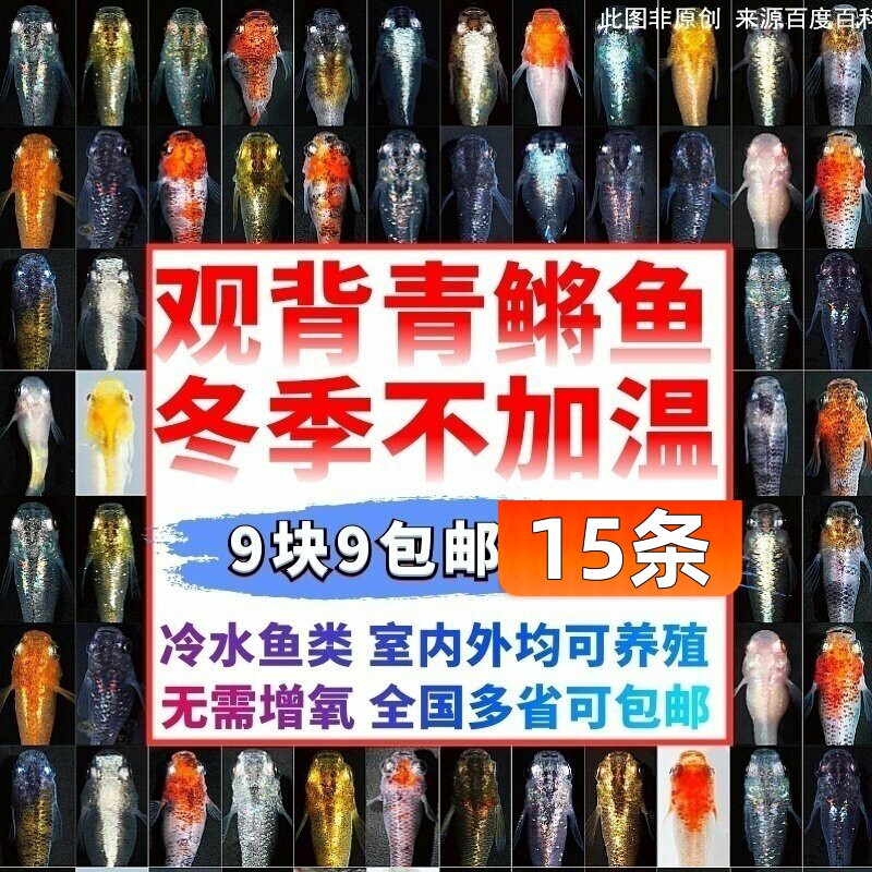 观背青鳉观赏鱼魔法鱼冷水鱼小型锦鲤金鱼淡水鱼不打氧好养活体鱼