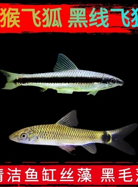 观赏鱼黑线飞狐小猴飞狐小精灵黄金胡子清道夫除藻鱼除黑毛藻丝藻