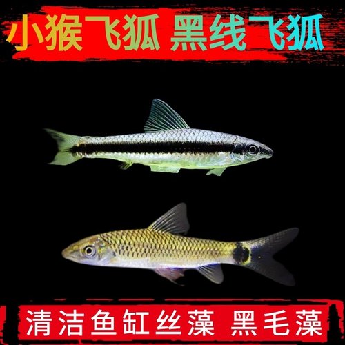 新都水景除藻鱼淡水除黑毛藻丝藻