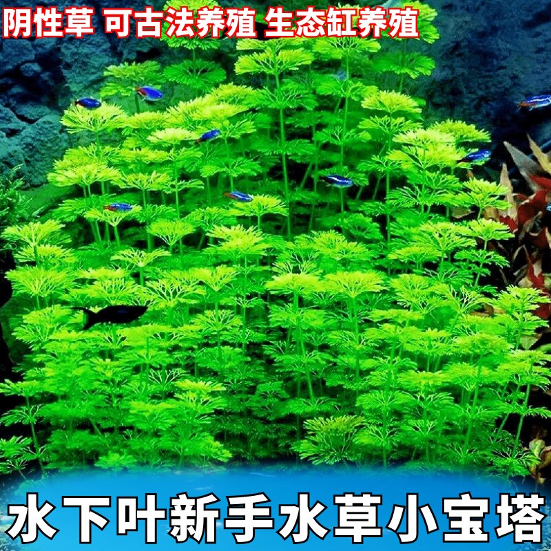 鱼缸真水草新手阴性草小宝塔冷水淡水古法生态缸养殖无需二氧化碳