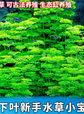 鱼缸真水草新手阴性草小宝塔冷水