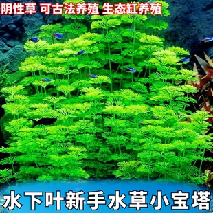 鱼缸真水草新手阴性草小宝塔冷水淡水古法生态缸养殖无需二氧化碳