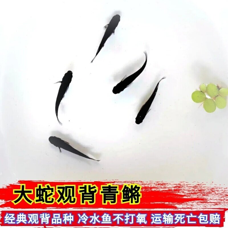 活体观赏鱼黑色观背青鳉鱼冷水鱼淡水鱼无需打氧古法养殖可吃蚊虫