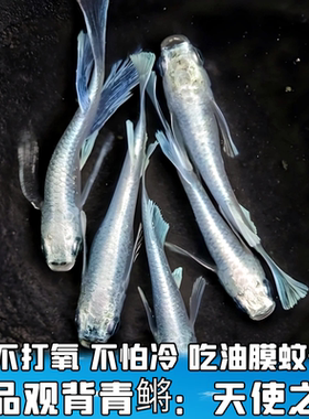 天使之翼观背青鳉鱼观赏鱼冷水鱼古法缸生态缸不打氧小型锦鲤淡水