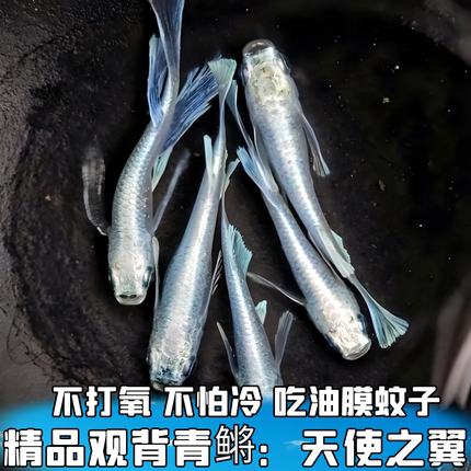 天使之翼观背青鳉鱼观赏鱼冷水鱼古法缸生态缸不打氧小型锦鲤淡水