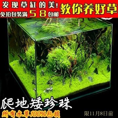 爬地矮珍珠趴地鱼缸水下叶水草
