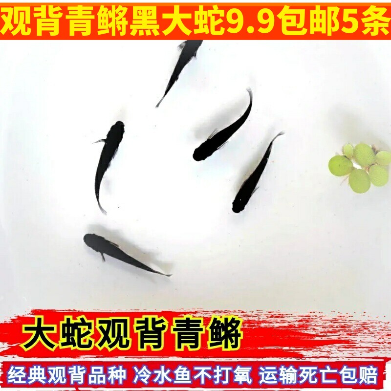 活体观赏鱼黑色观背青鳉鱼冷水鱼淡水鱼无需打氧古法养殖可吃蚊虫
