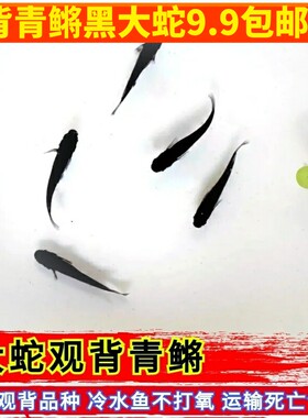 新都水景公母观背青鳉鱼淡水冷水