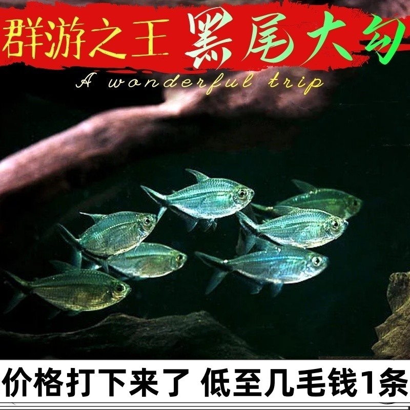 黑尾大勾好养淡水鱼包邮