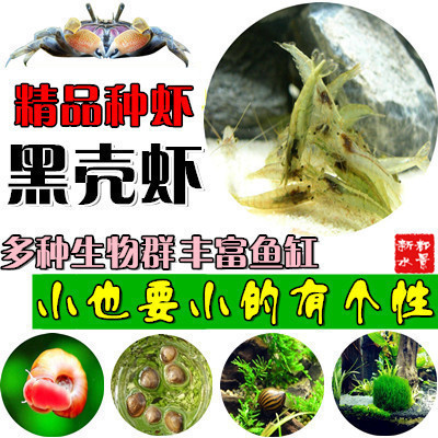 精品观赏虾黑壳清理水草藻类种虾