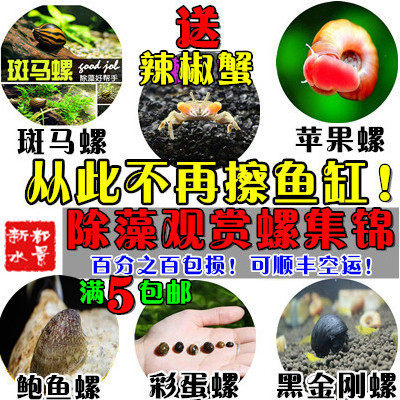 除藻强大洋葱蜜蜂黑金刚活杀手螺