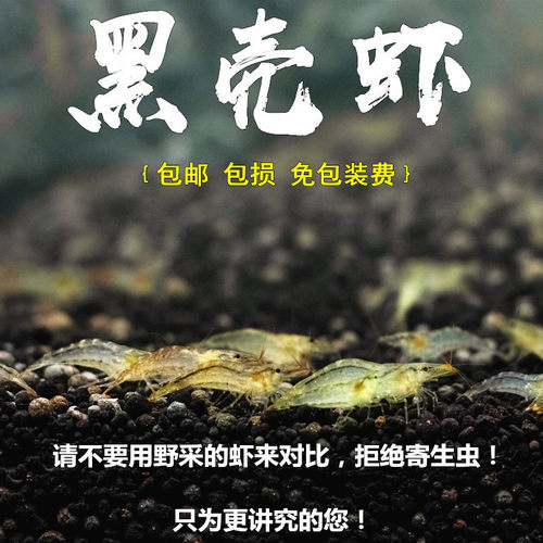 水草清洁除藻黑壳虾水草清洁活体