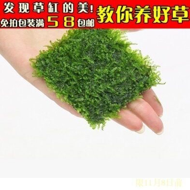 松茸莫丝莫斯moss松蓉莫丝水草/8*8/沉木