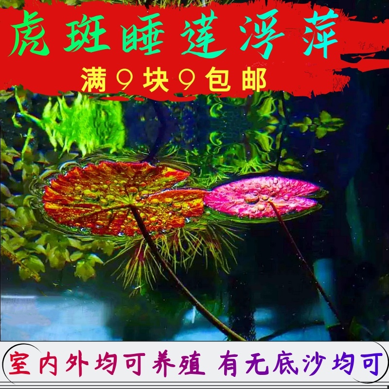 活体水草睡莲浮萍一叶莲肚兜槐叶芝麻圆叶萍净水吸收肥力四季绿植 宠物/宠物食品及用品 水草 原图主图