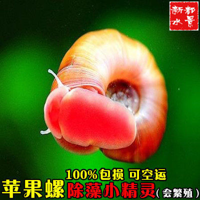 淡水水族箱观赏螺除藻苹果螺豹纹