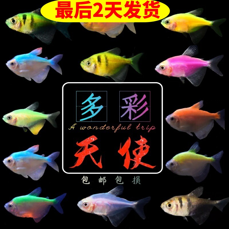 活体观赏鱼天使鱼淡水鱼彩裙孔雀鱼灯科鱼小型鱼新手鱼好养群游鱼