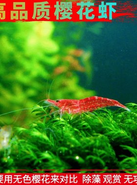 活体纯种冷水繁殖淡水除藻极火虾