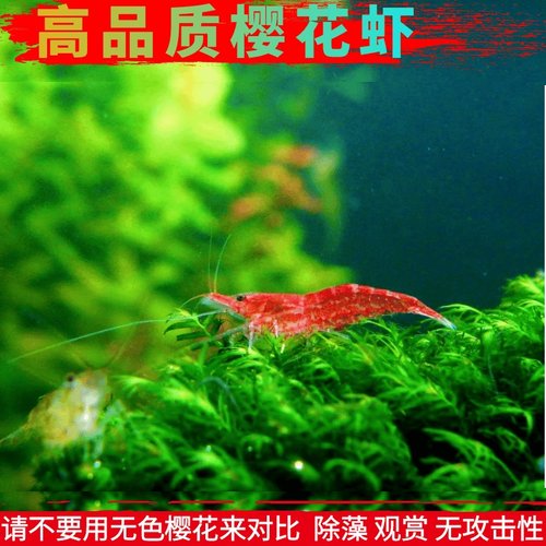活体纯种冷水繁殖淡水除藻极火虾